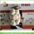 Hot Sale Wholesale Fresh Normal White Garlic Mesh Bag In 10KG Carton